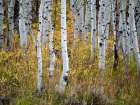 USA-Utah-Logan Canyon Colorful aspens in autumn Art Print